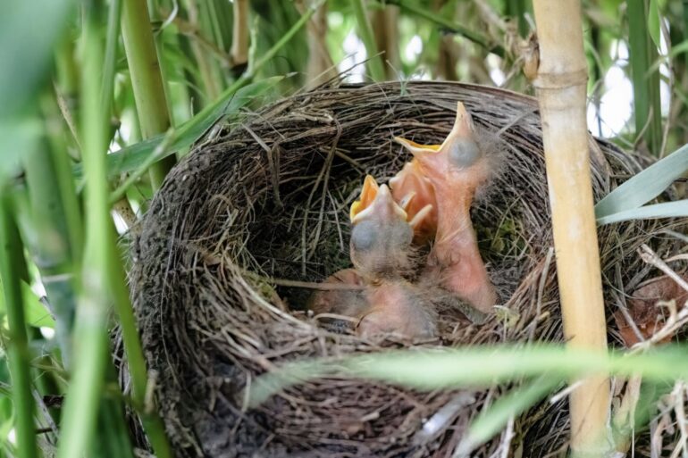 https://unsplash.com/photos/brown-bird-on-nest-during-daytime-Pf4LDYwisvw